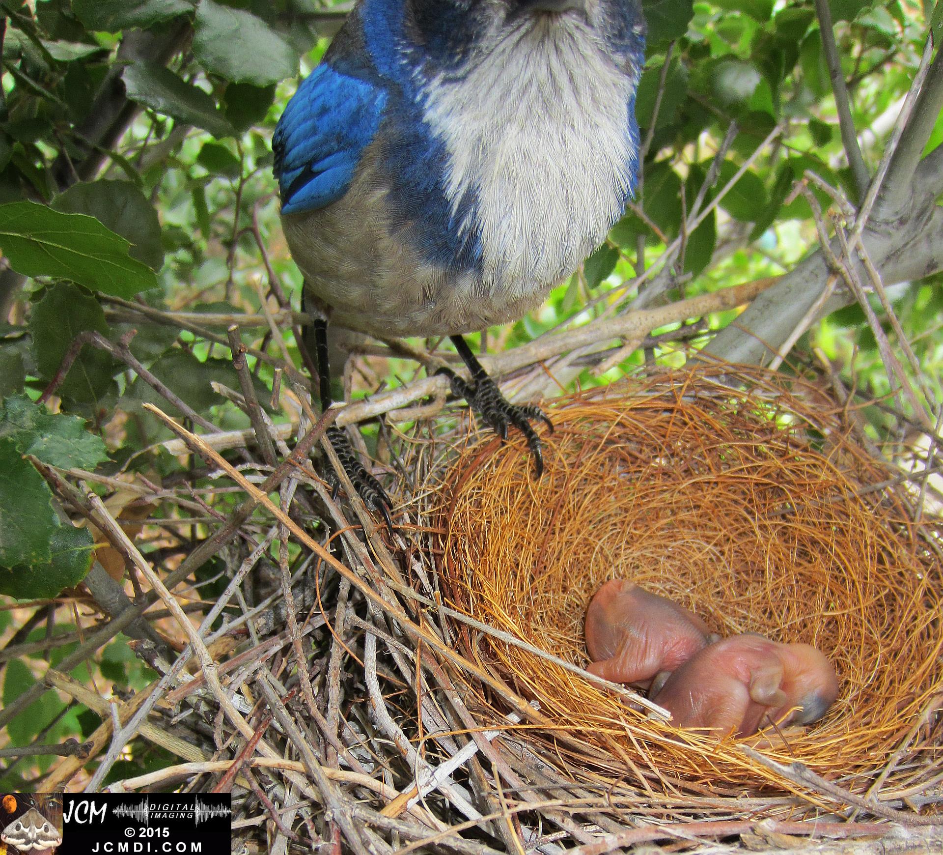 Scrub jay and chicks HS300 stills in Santa Clarita, Ca jcmdi.com